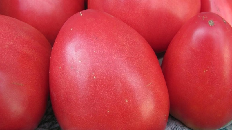 Rajčatová rajčata Pink Stella odolná proti chorobám a snadno ošetřitelná: recenze, fotografie a tajemství získání úrody