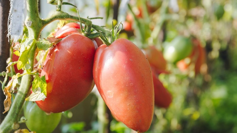 עגבניות עמידות למחלות וטיפול קל פינק סטלה: ביקורות, תמונות וסודות לקבלת קציר שופע