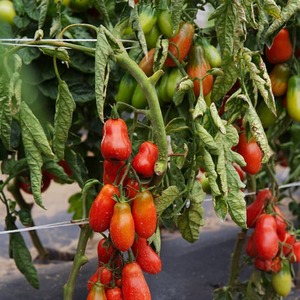 Rasti gurmanams - pomidorų Maskvos delikatesas: pranašumai prieš kitas pomidorų veisles