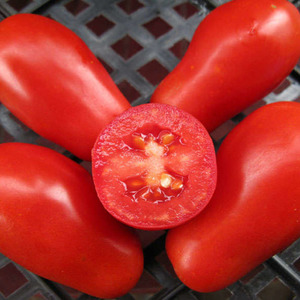 Gurmanams - pomidorų Maskvos delikatesas: pranašumai prieš kitas pomidorų veisles