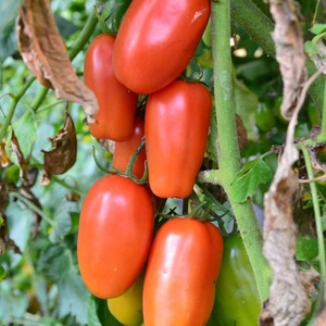Znalezisko dla smakoszy - pomidorowy przysmak Moskwy: przewaga nad innymi odmianami pomidorów