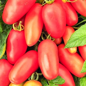 Hledání gurmánů - rajčatová pochoutka z rajčat: výhody oproti jiným odrůdám rajčat