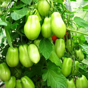 Gurmanams - pomidorų Maskvos delikatesas: pranašumai prieš kitas pomidorų veisles