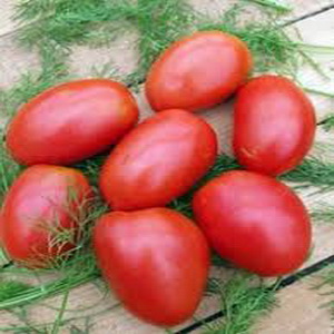 مجموعة متنوعة مبكرة النضج ، مثالية للمناخ البارد - طماطم Buyan وإرشادات لزراعتها