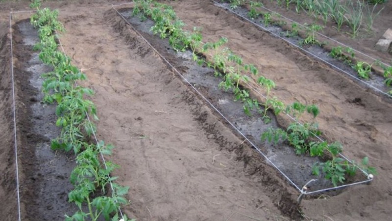 Üretken bir domates toplu çiftliği yetiştirerek, minimum maliyet ve riskle yüksek verim elde ederiz