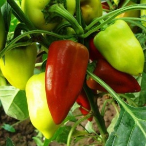 Como cultivar pimenta Ternura testada pelo tempo e apreciada pelos jardineiros