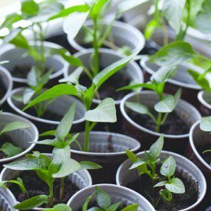 Kako uzgajati papriku Nježnost, vremenski testirana i voljena od strane vrtlara