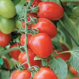 Como cultivar um híbrido de tomate Barberry em seu site e quais qualidades positivas ele tem