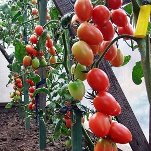 Paano palaguin ang isang tomato hybrid Barberry sa iyong site at kung anong positibong katangian ang mayroon nito