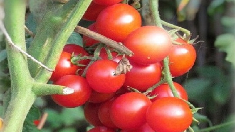 كيف تزرع طماطم بربري هجينة على موقعك وما هي الصفات الإيجابية التي تتمتع بها