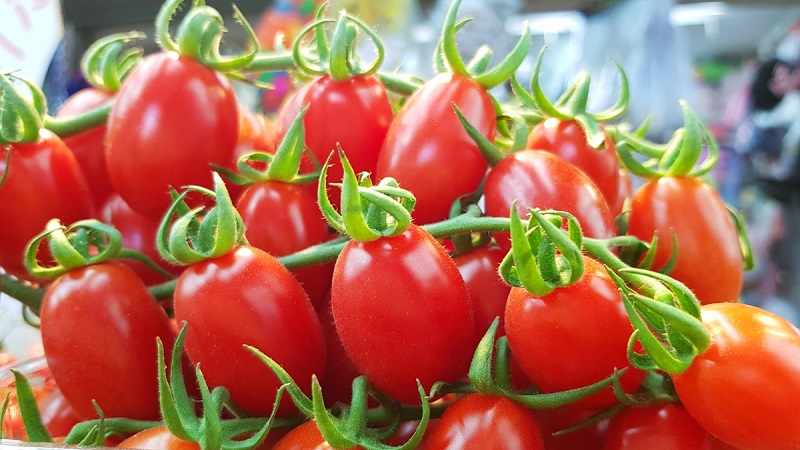 Como cultivar um híbrido de tomate Barberry em seu site e que qualidades positivas ele tem