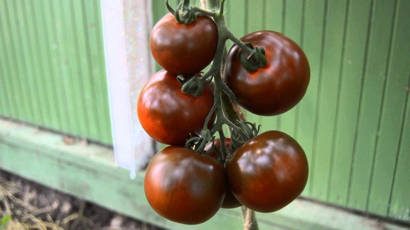 Wonderful fresh and just as good in preservation - Black Gourmet tomato and the basics of growing this variety