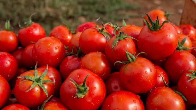 Kenmerken van het kweken van een hybride van Tornado-tomaten