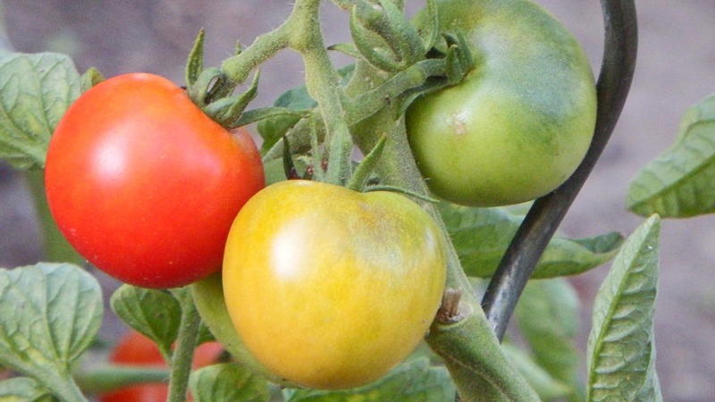 Inte lunefull att ta hand om, men samtidigt rik på skörd, tomat Simpyaga: foton, recensioner och odlingshemligheter