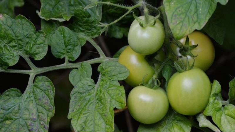No es caprichoso de cuidar, pero al mismo tiempo rico en cosecha, tomate Simpyaga: fotos, reseñas y secretos de cultivo.