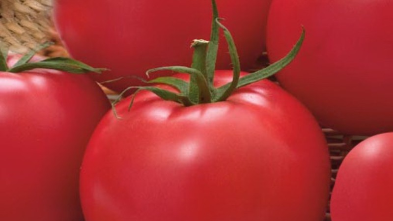 Niet wispelturig om voor te zorgen, maar tegelijkertijd rijk aan oogst, tomaat Simpyaga: foto's, recensies en groeiende geheimen