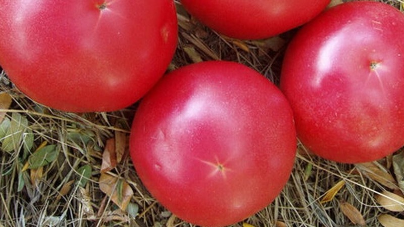 Nicht launisch zu pflegen, aber gleichzeitig reich an Ernte, Tomate Simpyaga: Fotos, Bewertungen und Geheimnisse des Wachstums