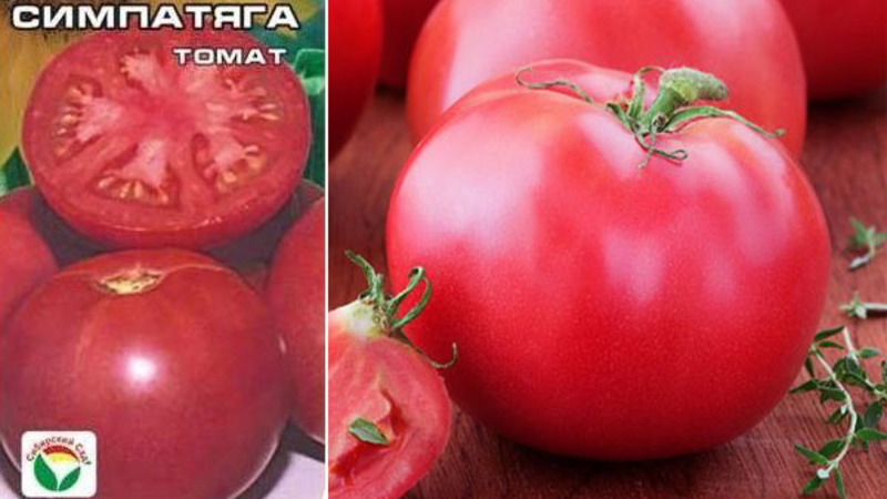 Ei omituinen hoitaa, mutta samalla rikas sato, tomaatti Simpyaga: valokuvia, arvosteluja ja salaisuuksia kasvaa