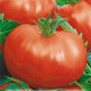 Tomaatti, jolla on valtavia hedelmiä, vuosikymmenien ajan todistettu - venäläinen koko F1