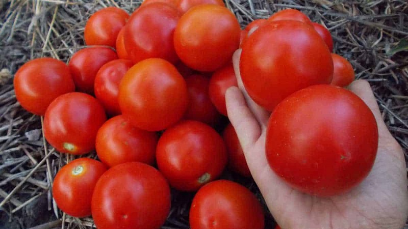 Οι αγαπημένες ντομάτες Yamal των κηπουρών: καλλιεργούμε μια ανεπιτήδευτη ποικιλία από μόνη μας χωρίς μεγάλη δυσκολία