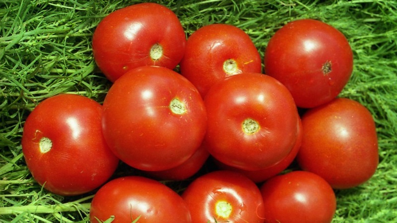 Tomates Yamal favoritos dos jardineiros: cultivamos uma variedade despretensiosa por conta própria, sem muita dificuldade