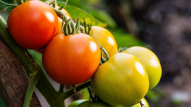 Puutarhureiden suosikki Yamal-tomaatit: me kasvattamme itsenäisesti yksinkertaisen lajikkeen ilman suuria vaikeuksia