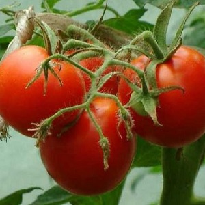 Zahradnická oblíbená rajčata Yamal: pěstujeme nenápadnou odrůdu sami bez větších obtíží
