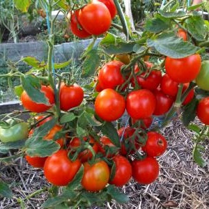 Cà chua Yamal yêu thích của người làm vườn: chúng tôi tự mình trồng một loại cà chua khiêm tốn mà không gặp nhiều khó khăn
