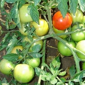 Cà chua Yamal yêu thích của những người làm vườn: chúng tôi tự trồng một loại cà chua khiêm tốn mà không gặp nhiều khó khăn