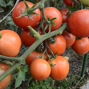 Cà chua Yamal yêu thích của người làm vườn: chúng tôi tự mình trồng một loại cà chua khiêm tốn mà không gặp nhiều khó khăn
