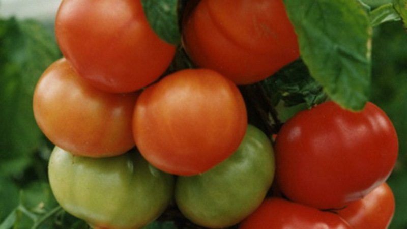 هل يجب أن أزرع الطماطم الهجينة Red Arrow F1: الخصائص التي قد تؤثر على اختيارك