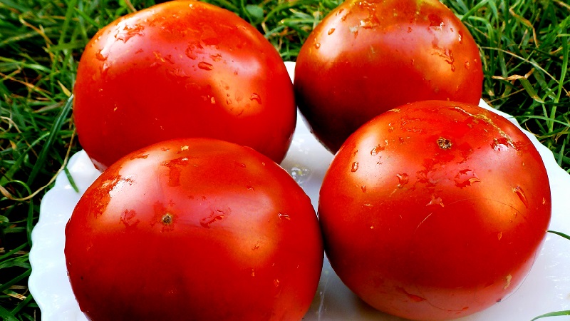 هل يجب أن أزرع الطماطم الهجينة Red Arrow F1: الخصائص التي يمكن أن تؤثر على اختيارك