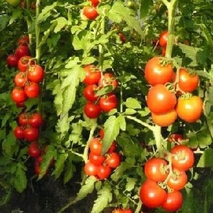 هل يجب أن أزرع الطماطم الهجينة Red Arrow F1: الخصائص التي يمكن أن تؤثر على اختيارك