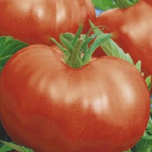 Een gids voor het kweken van een Russische bogatyr-tomaat in een open veld of kas voor beginnende tuinders