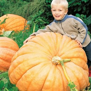 Pumpkin variety Atlant: we grow record-sized fruits on our site