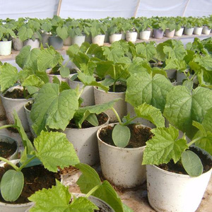 Variedad de calabaza Atlant: cultivamos frutas de tamaño récord en nuestro sitio