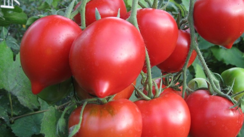 Wird das Aussehen mögen und sich in den Geschmack verlieben - Tomate Yubileiny Tarasenko