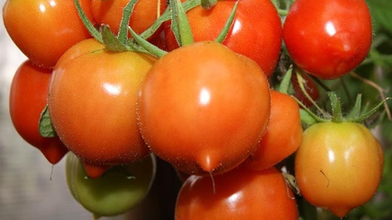 Aimera l'apparence et aime son goût - tomate Yubileiny Tarasenko