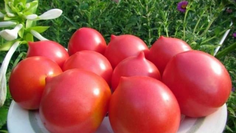 Tykkää ulkonäöstä ja rakastuu makuun - tomaatti Yubileiny Tarasenko