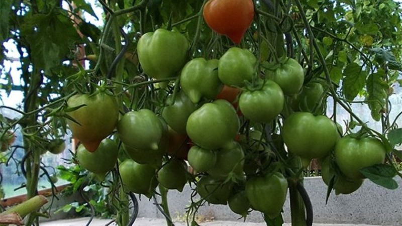 Zal het uiterlijk leuk vinden en verliefd worden op de smaak - tomaat Yubileiny Tarasenko