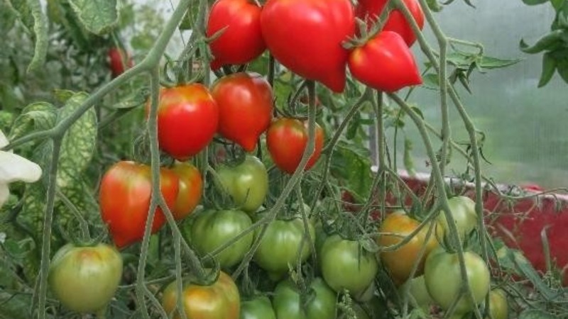 Zal het uiterlijk en de liefde voor zijn smaak waarderen - tomaat Yubileiny Tarasenko