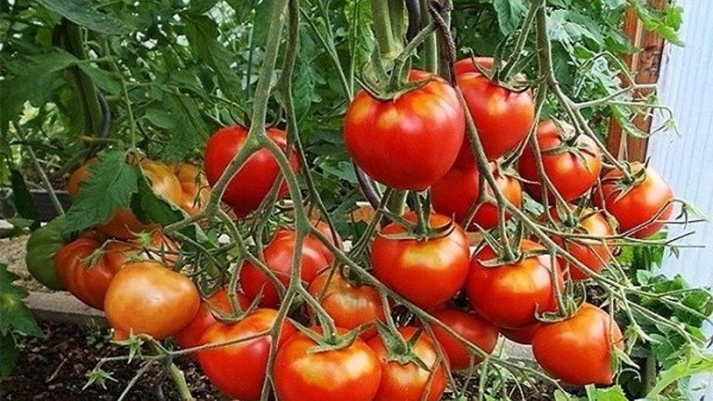 Zal het uiterlijk en de liefde voor zijn smaak waarderen - tomaat Yubileiny Tarasenko