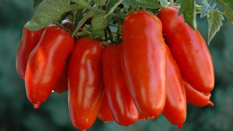 Μια εξωτική ποικιλία ντοματών για πραγματικούς γκουρμέ - Ντομάτες πιπεριάς για σαλάτες και κονσερβοποίηση