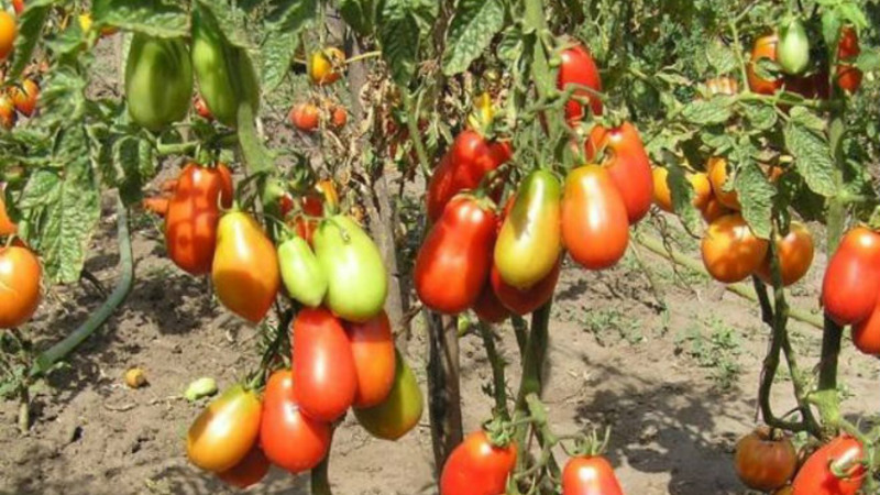 Egzotiška pomidorų įvairovė tikriems gurmanams - pipiriniai pomidorai salotoms ir konservavimui