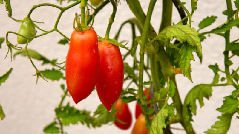 Uma variedade exótica de tomates para verdadeiros gourmets - Tomates pimenta para saladas e conservas