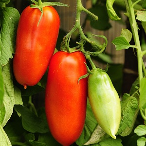 An exotic variety of tomatoes for real gourmets - Pepper tomatoes for salads and canning