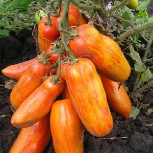 En exotisk variation av tomater för riktiga gourmeter - Peppertomater till sallader och konservering