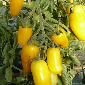 Paprika rajčice žuta