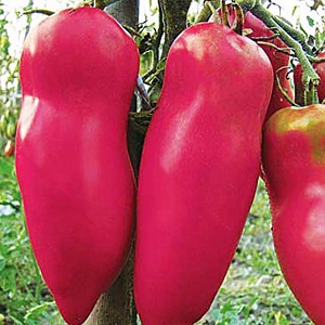 Tomato Pepper pink
