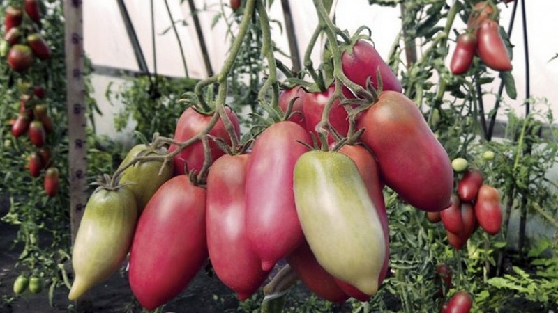 Một loại cà chua kỳ lạ dành cho những người sành ăn - Cà chua hạt tiêu dùng làm salad và đóng hộp